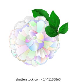 Rose multi colored  flower and leaves on a white background  vintage vector illustration editable Hand draw
