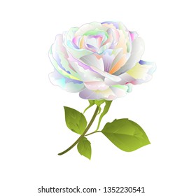 Rose multi colored  on a white background vintage vector botanical illustration editable hand draw
