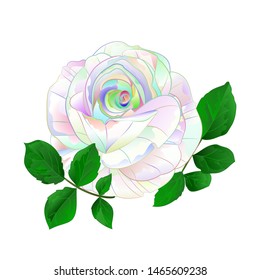 Rose multicolored simple stem with leaves  vintage on a white background vintage vector illustration  hand draw
editable