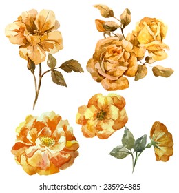 Rose, object, watercolor