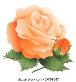 ROSE, old fashioned pastel apricot orange heritage bloom and bud on white background. EPS8 compatible.