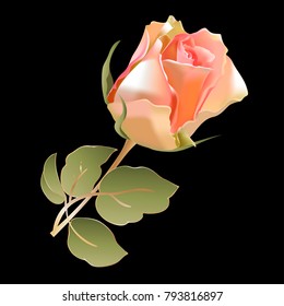 rose on a black background. mesh gradient