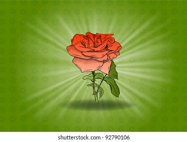 rose on the green background
