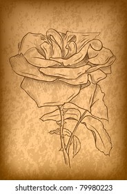 rose on the old paper