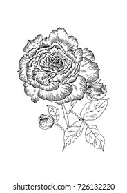 Rose on stem (flower and buds). Black and white vector illustration. 