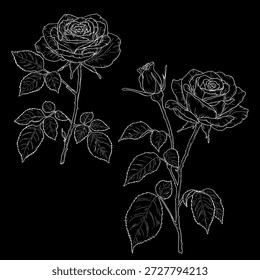 Rosa em um tronco fino com um broto e folha, esboço preto e branco. Ilustração vetorial. Flores graciosas com botões, conjunto, isolado em um fundo escuro. Para cartões, convites e cartas