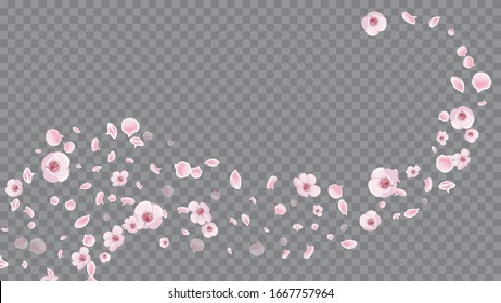 Rose on Transparent. Realistic Flying Petals For Banner Design. Spring Flowers Blooming. Modern Closeup For Concept Design.