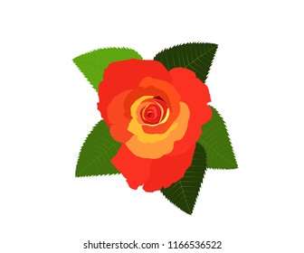 Rose on white background