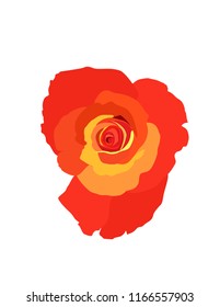 Rose on white background