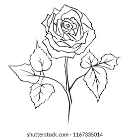rose on white background
