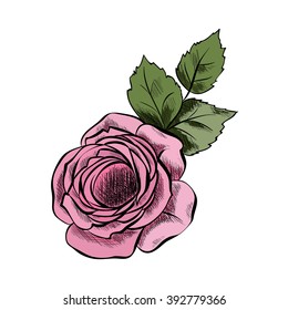 Rose on a white background