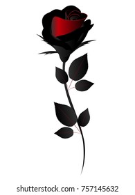 Rose on white background, design element.