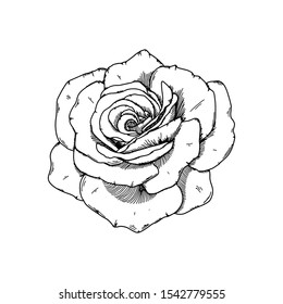 Rose on a white background. Hand-drawn vector illustration.