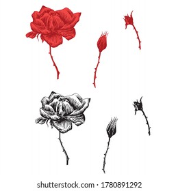 Rose original set. Monochrome and red ink hand drawn flowers art design element object isolated stock vector illustration, for tattoo, for embroidery, for web, for print, for coloring page