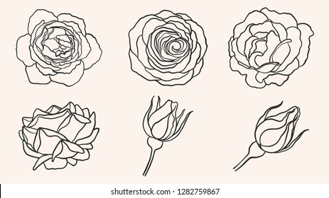 Rose ornament vector by hand drawing.Beautiful flower on brown background.Blaze rose vector art highly detailed in line art style.Flower tattoo for paint or pattern.