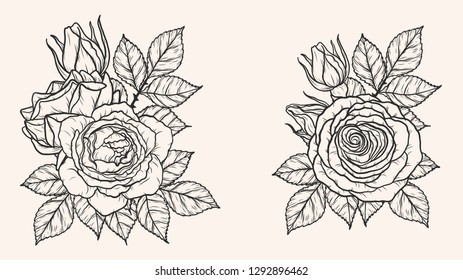 Rose ornament vector by hand drawing.Beautiful flower on brown background.Blaze rose vector art highly detailed in line art style.Flower tattoo for paint or pattern. 