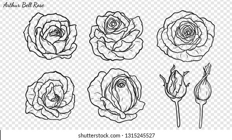 Rose ornament vector by hand drawing.Beautiful flower on transparent background.Arthur Bell rose vector art highly detailed in line art style.Flower tattoo for paint or pattern.
