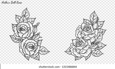 Rose ornament vector by hand drawing.Beautiful flower on transparent background.Arthur Bell rose vector art highly detailed in line art style.Flower tattoo for paint or pattern.