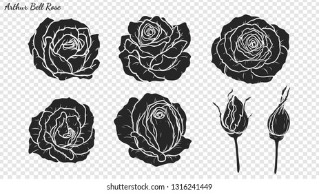 Rose ornament vector by hand drawing.Beautiful flower on transparent background.Arthur Bell rose vector art highly detailed in line art style.Flower tattoo for paint or pattern.