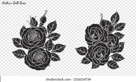 Rose ornament vector by hand drawing.Beautiful flower on transparent background.Arthur Bell rose vector art highly detailed in line art style.Flower tattoo for paint or pattern.