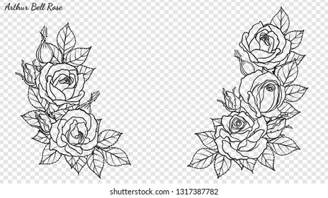 Rose ornament vector by hand drawing.Beautiful flower on transparent background.Arthur Bell rose vector art highly detailed in line art style.Flower tattoo for paint or pattern.