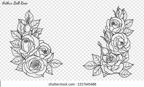 Rose ornament vector by hand drawing.Beautiful flower on transparent background.Arthur Bell rose vector art highly detailed in line art style.Flower tattoo for paint or pattern.