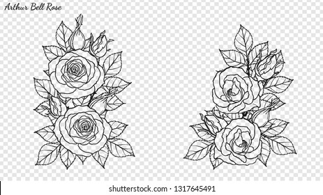 Rose ornament vector by hand drawing.Beautiful flower on transparent background.Arthur Bell rose vector art highly detailed in line art style.Flower tattoo for paint or pattern.