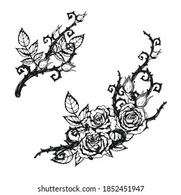 Vector de adorno de rosa por dibujo a mano. Hermosa flor sobre fondo blanco. Anne Harkness rojó el arte vectorial altamente detallado en el estilo de arte en línea. Tatuaje de flor para pintura o patrón.