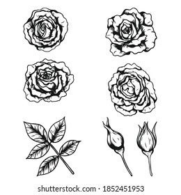 Rose ornament vector by hand drawing.Beautiful flower on white background.Anne Harkness rose vector art highly detailed in line art style.Flower tattoo for paint or pattern.