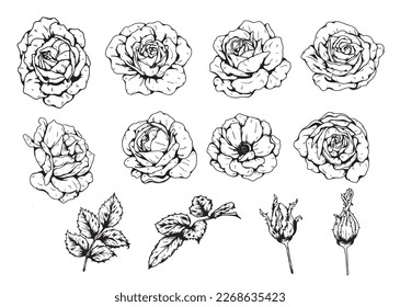 Rose ornament vector by hand drawing.Beautiful flower on brown background.Burgundy iceberg rose vector art highly detailed in line art style.Flower tattoo for paint or pattern.