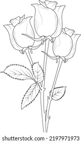 rose outline sketch hand drawn pencil art vector illustration botanical collection branch of leaf buds roses coloring page fo kids and adults.
