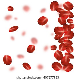 Rose petals background on white. Beautiful deep red roses petal vector with blurred details.