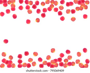 Rose petals border invitation card background vector illustration. Natural pink blossom red rose flower petals isolated on white background. Blossom parts vector frame template. Place for text.