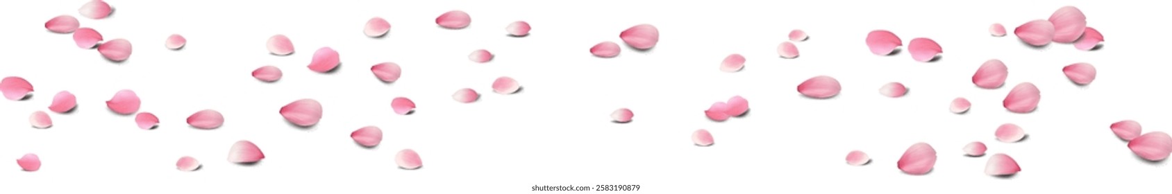 rose petals Or cherry blossom petals will fall on abstract floral background with gorgeous rose petal greeting card design