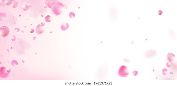Rose Petals Falling Confetti. Blooming Cosmetics Ad. Female Floral Background. Elegant Premium Magic Pattern. Windy Leaves Confetti Frame. Falling Japanese Cherry Sakura Rose Petals Border.