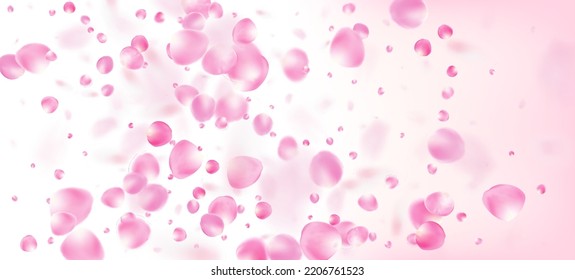 Pétalos de rosa cayendo en Confetti. Cosméticos Florecientes Y Fondo Noble De Flores. Cartel de los Petales de la Rosa de Cereza japonesa que cae. Hermoso Patrón de acuarela Premium. Windy Deja La Frontera Confetti.