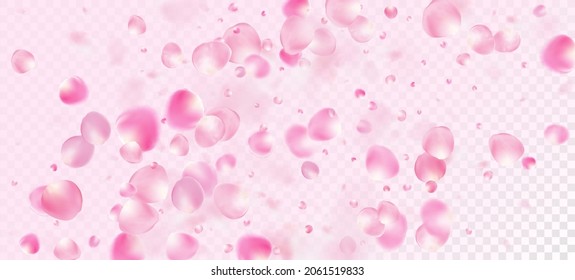 Pétalos de rosa cayendo en Confetti. Cartel de los Pétalos de rosa de cerezo Sakura. Windy Deja El Diseño Confetti. Cosméticos Florecientes Y Fondo Floral Elegante. Textura Pastel Premium Femenino.