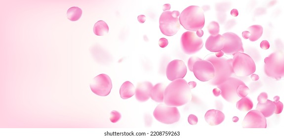 Rose Petals Falling Confetti. Noble Rich VIP Tender Textur. Fallende japanische Rose-Sakura Kirschtorten Rahmen. Windy-Blätter-Confetti-Banner. Blühende Kosmetik und floraler Hintergrund.