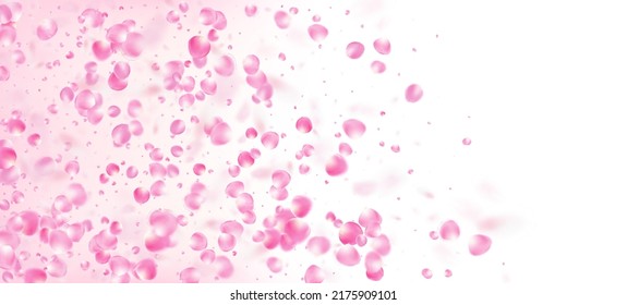 Pétalos de rosa cayendo en Confetti. Windy Deja La Frontera Confetti. El marco de los pétalos de cerezo de rosa japonés volador, Sakura. Hermoso Patrón Femenino VIP Rico. Cosméticos Florecientes Y Fondo De Flores Femeninas.