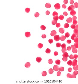 Rose petals falling windy background vector illustration. Bright pink blossom red rose flower petals isolated on white background. Blowing falling and flying flower parts valentine vector