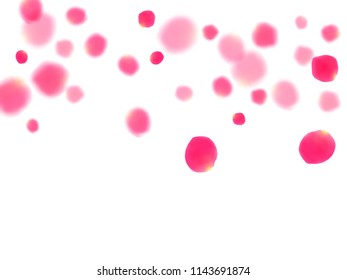Rose petals falling windy background vector illustration. Tender pink blossom red rose flower petals isolated on white background. Blowing falling and flying blossom parts valentine vector