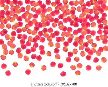 Rose petals falling windy background vector illustration. Decorative pink blossom red rose flower petals isolated on white background. Blowing falling and flying flower parts vector