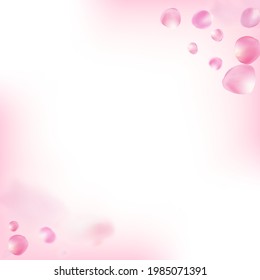 Rose Petals Flying Confetti. Blooming Cosmetics Ad Female Floral Background. Falling Japanese Rose Cherry Sakura Petals Border. Windy Leaves Confetti Banner. Elegant Rich VIP Pastel Texture.
