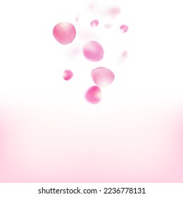 Rose Petals Flying Confetti. Blooming Cosmetics Ad Elegant Floral Background. Flying Japanese Cherry Rose Sakura Petals Border. Beautiful Premium Tender Texture. Windy Leaves Confetti Design.