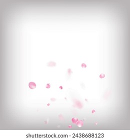 Rose Petals Flying Confetti. Blooming Cosmetics Ad Beautiful Flower Background. Noble Rich VIP Feminine Texture. Falling Japanese Cherry Rose Sakura Petals Frame. Windy Leaves Confetti Design.
