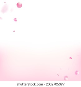 Rose Petals Flying Confetti. Falling Japanese Rose Cherry Sakura Petals Banner. Noble Premium Tender Texture. Windy Leaves Confetti Frame. Blooming Cosmetics Ad Beautiful Floral Background.