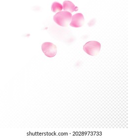 Pétalos De Rosa Volando Confetti. Caída del marco de los pétalos de cerezo de rosa Sakura japonés. Cosméticos Florecientes Y Fondo De Flor Elegante. Windy Deja El Diseño Confetti. Hermosa y rica textura femenina VIP.