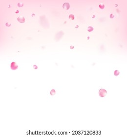 Rose Petals Flying Confetti. Falling Japanese Rose Cherry Sakura Petals Border. Windy Leaves Confetti Frame. Blooming Cosmetics Ad Beautiful Flower Background. Female Premium Magic Texture.