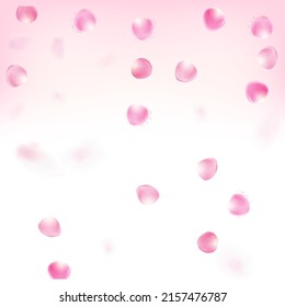 Rose Petals Flying Confetti. Falling Japanese Cherry Sakura Rose Petals Border. Windy Leaves Confetti Design. Blooming Cosmetics Ad Noble Flower Background. Elegant Premium Magic Texture.