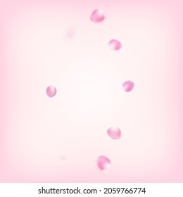 Rose Petals Flying Confetti. Flying Japanese Cherry Sakura Rose Petals Border. Blooming Cosmetics Ad Female Flower Background. Windy Leaves Confetti Poster. Elegant Rich VIP Tender Pattern.